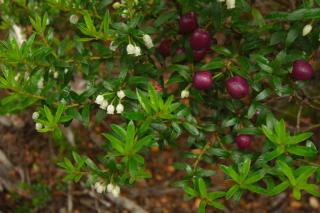 Gaultheria, a discreet shade plant