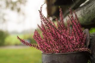 Shade plants like heather don't need sun