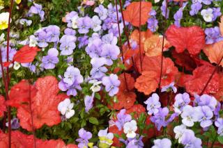 Red leaves of this heuchera species even appear in shade