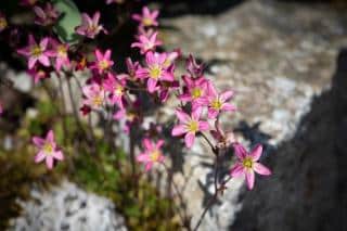 Saxifrage plants and flowers in the shade