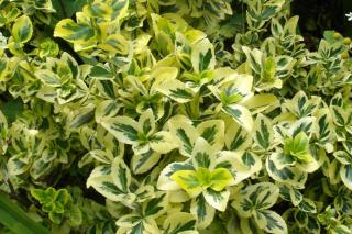 Yellow and green leaves brighten up the shade in the garden