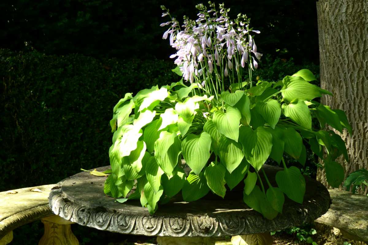 Plant in the shade with a single ray of light