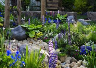 Plants for a garden in a shade-filled courtyard