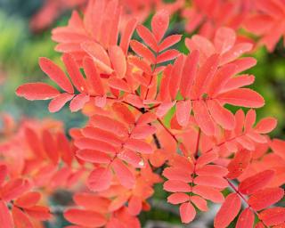 Leaves of rowan mountain ash in autumn are beautiful