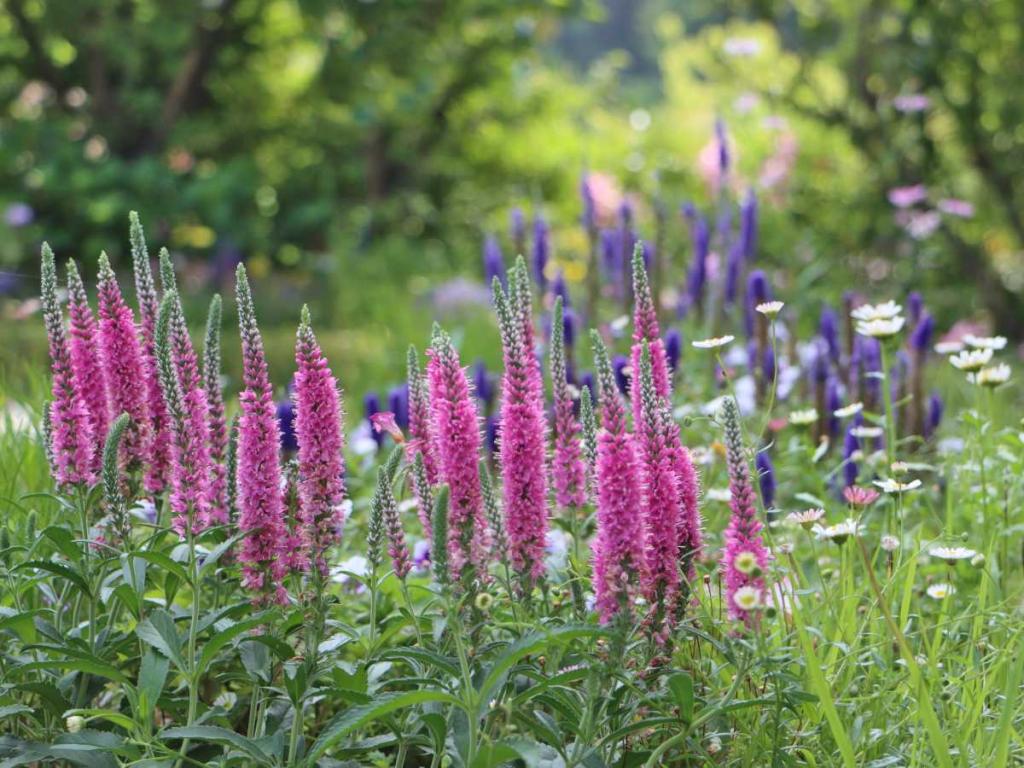 Veronica - speedwell