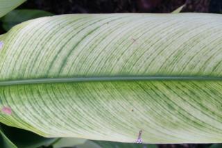 Chlorosis on leaves of a bird-of-paradise plant