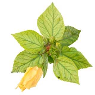 Cutout of hibiscus leaves showing signs of chlorosis