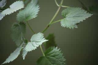 Stinging nettle anti-fungus tomato