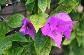 Iron chlorosis can occur in the tropics, like on this bougainvillea