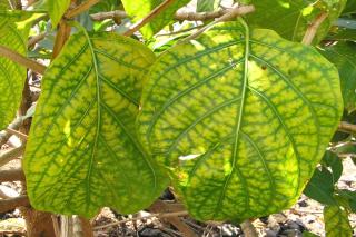 Green veins and yellow interveilnal leaf tissue are typical symptoms
