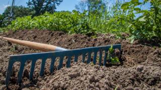 Raking in blood and bone meal treats iron chlorosis