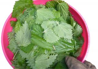 Nettle leaves in a bowl