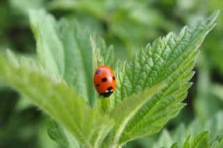 Tomato plant ally: nettle attracts beneficial insects