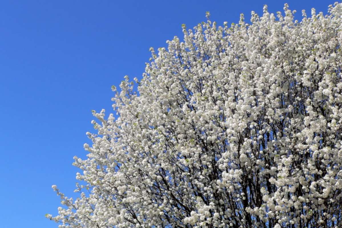 Wonderful white blooming of the Bradford pear tree