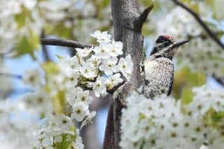 Bird in bradford pear tree