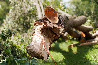 Brittle wood of the bradford tree often breaks