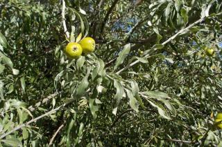 Fruits on a Pyrus salicifolia pendula