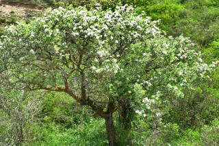 Willow-leaf pear care