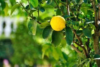 Four-seasons lemon tree bearing a single fruit