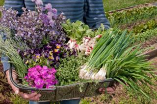 Basket with many plants