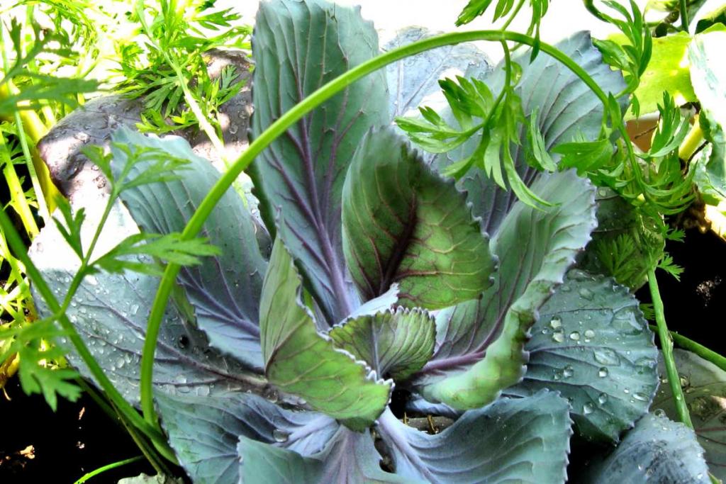 Companion plants like cabbage and herbs