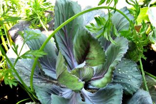 Companion plants like cabbage and herbs