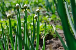 The vegetable patch can have crop rotation, too