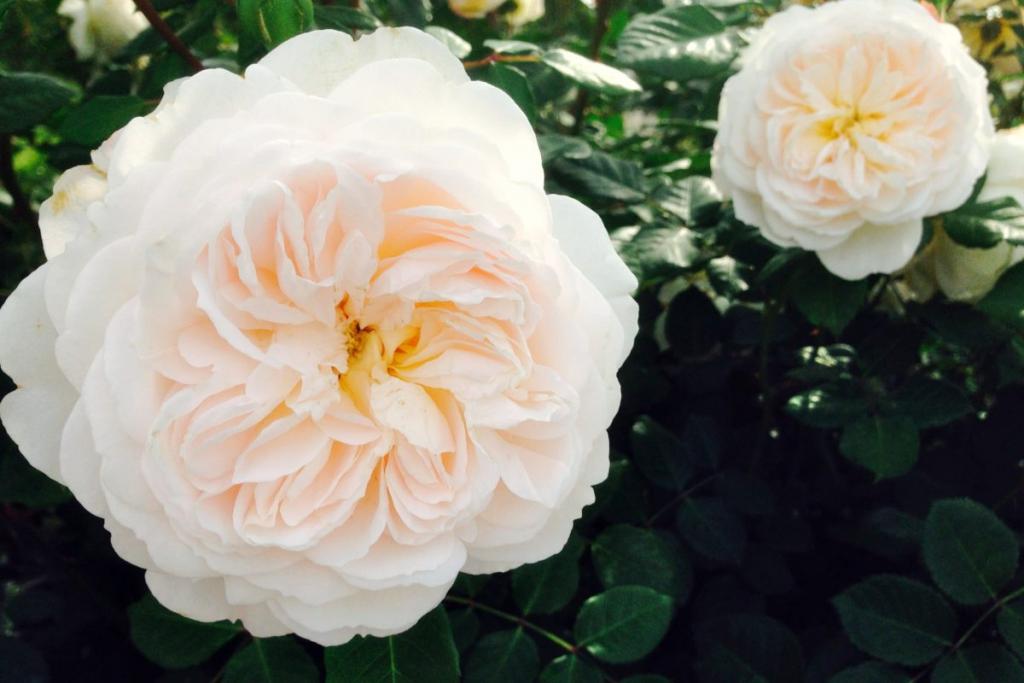 David Austin Rambler David Austin roses and rose trees - 4 new creations