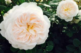 White double flower of the Albrighton rambler rose