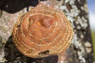 Pear rotting while still on the tree