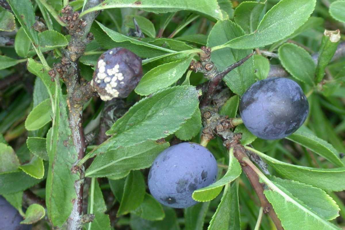 European brown rot infecting a fruit