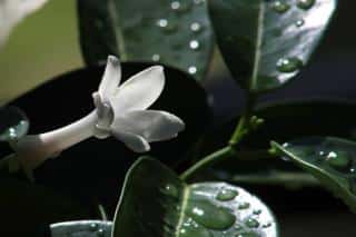 Stephanotis