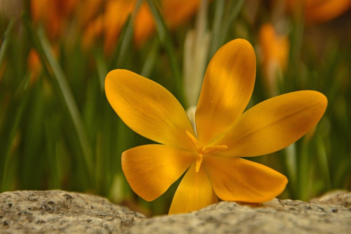 9 yellow-flowering plants for the garden
