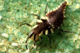 Aphid lion and aphid wolf is another name for lacewing larva