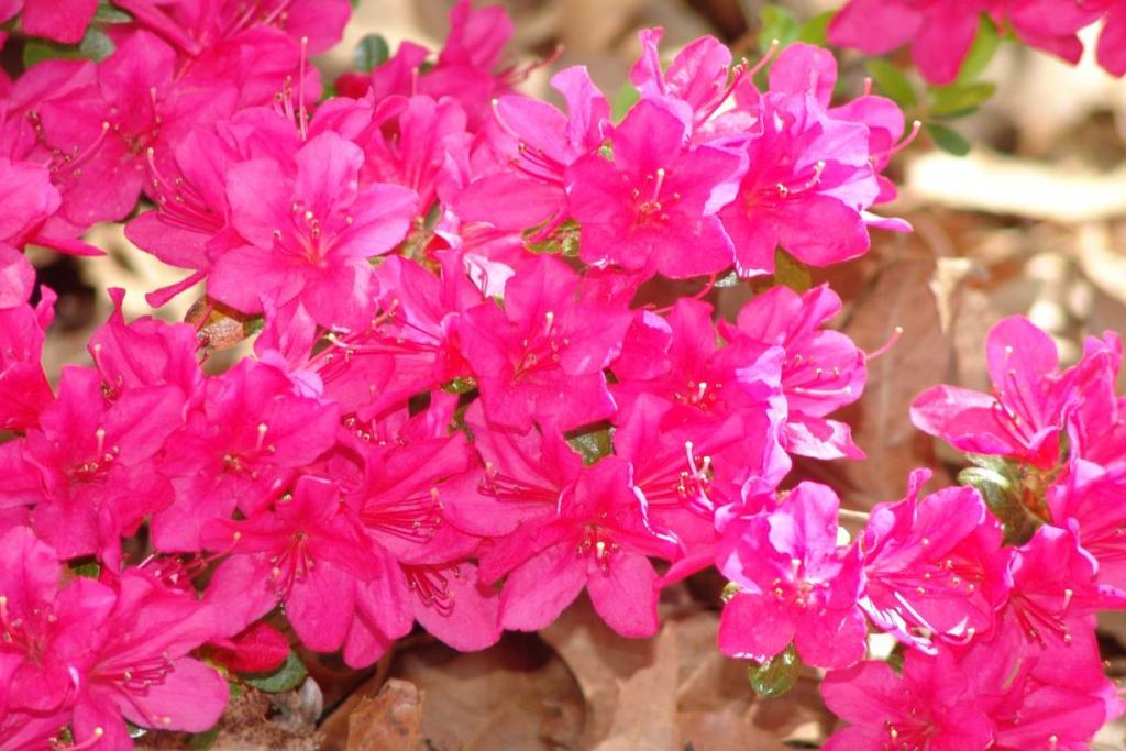 Azalea encore flower