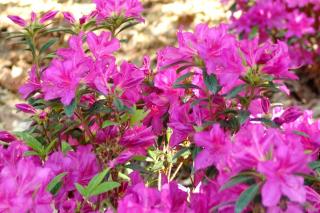 Luminous blooming for the Encore Azalea flower