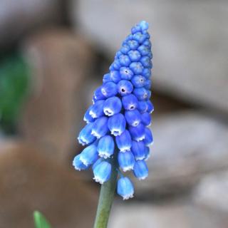 Grape hyacinth or muscari is an excellent blue garden bulb