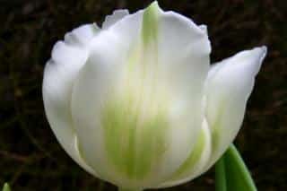 Purissima botanical tulip