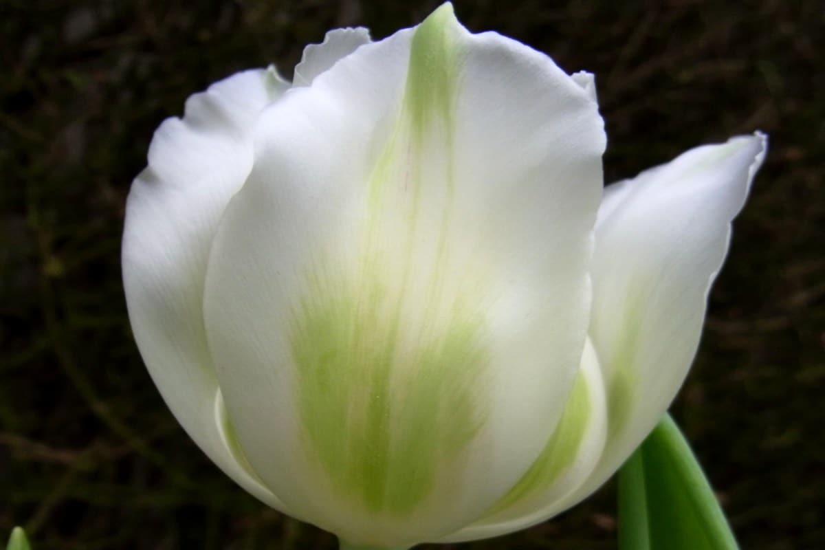 Purissima botanical tulip