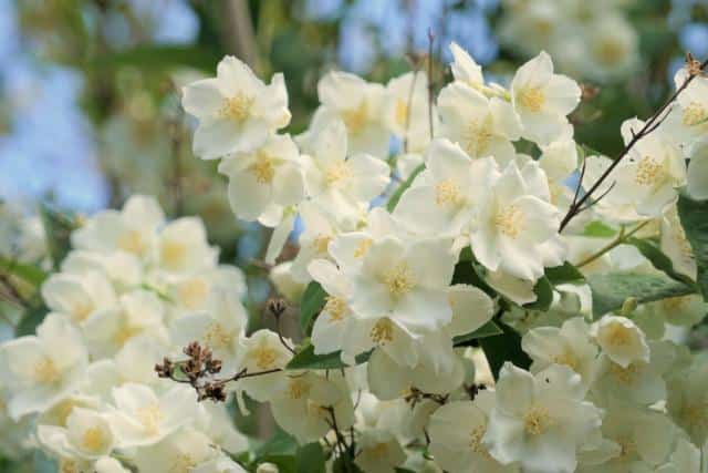 Mock-orange blooms well in alkaline soil