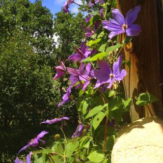 Tall clematis with abundant blooming