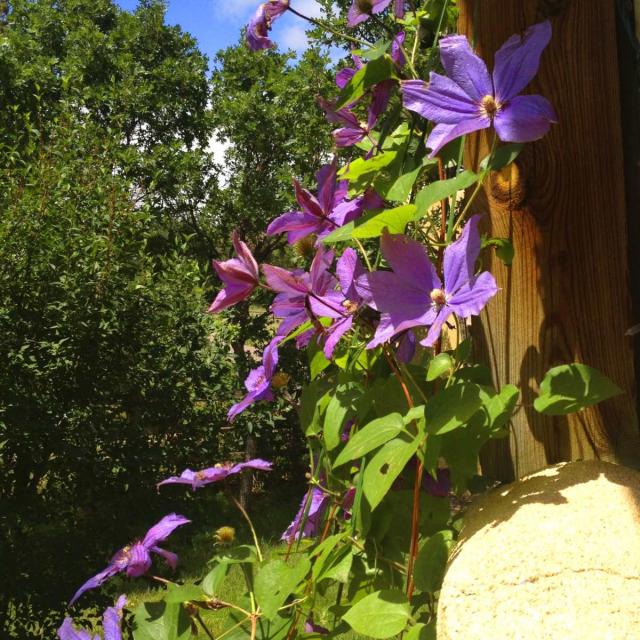 Tall clematis with abundant blooming