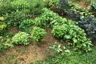 Mulching with lawn clippings