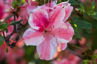 Encore azalea will bloom three times a year