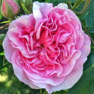 The Queen of Denmark rose