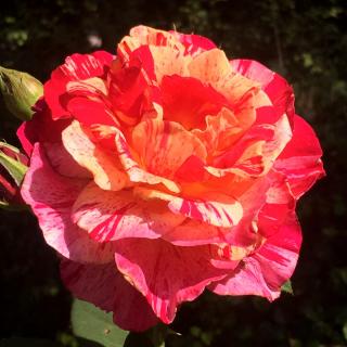 Vanille fraise rose