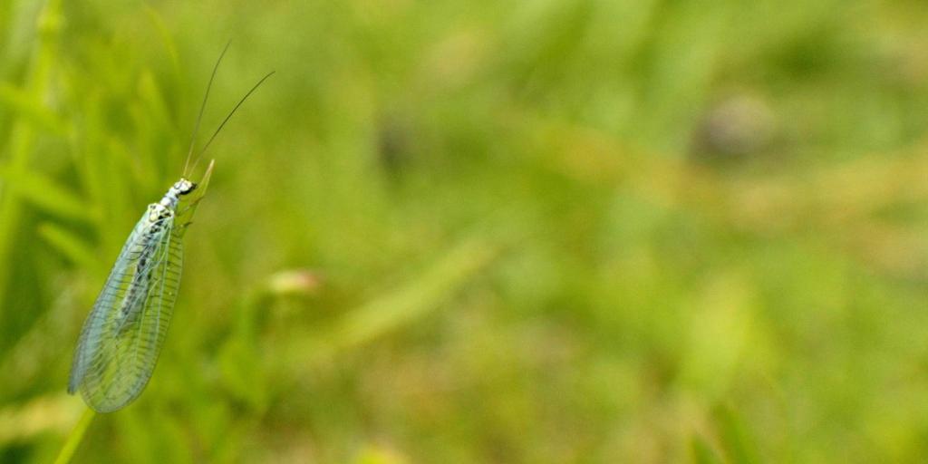 Green lacewing on grass