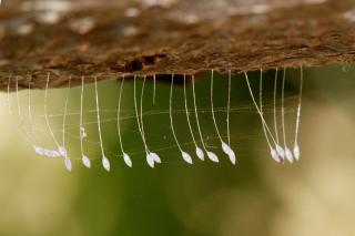 Green lacewing eggs