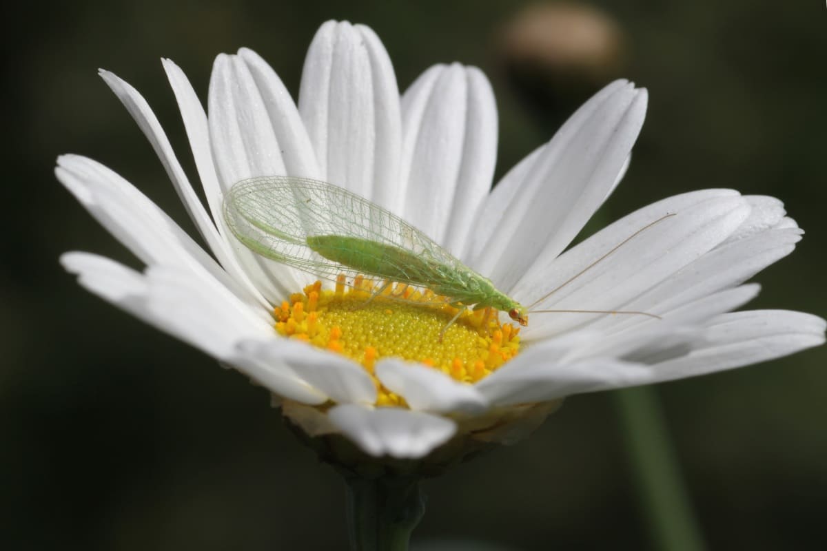 Green lacewing adult on flower