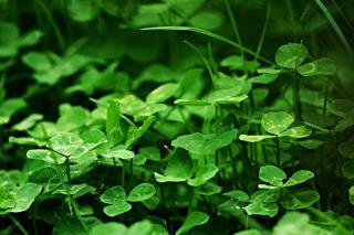 Green manure such as clover to correct basic/alkaline soil